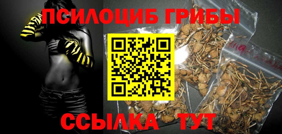 Галлюциногенные грибы Psilocybe Новодвинск